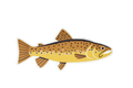 8 Pack of Trout Stickers